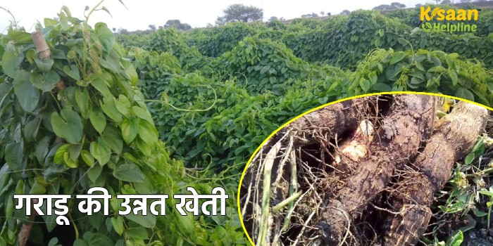 गराडू की उन्नत खेती, जानिए गराडू की बुवाई का उचित समय, खेत की तैयारी और पैदावार के बारे में